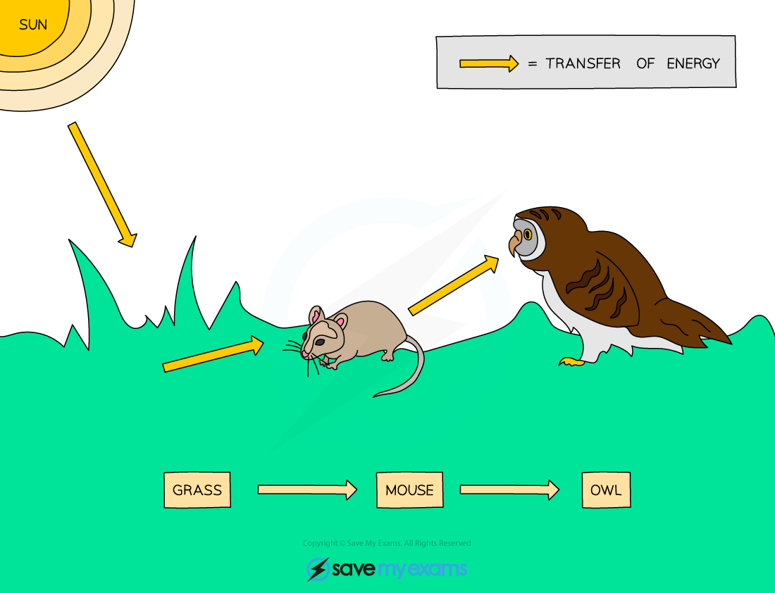 食物链概念图 向量例证. 插画 包括有 猫头鹰, 科学, 鼠标, 图象, 敌意, 学校, 艺术, 食肉动物 - 121065282